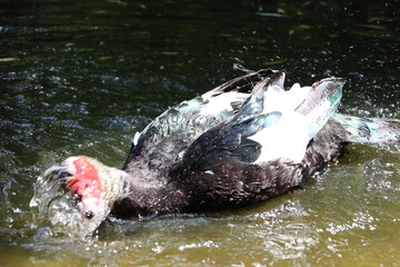 Fototapeta premium Muscovy duck at the pond