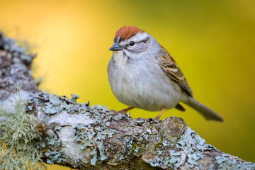 Chipping Sparrow bird perched on tree branch