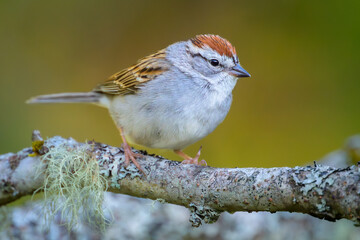 Chipping Sparrow bird perched on tree branch