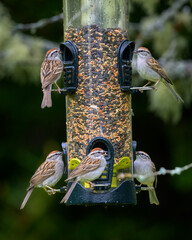 Many Chipping Sparrow birds eating from birdfeeder