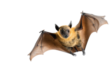 Close-up of a Flying Fox Bat with Spread Wings on White Background