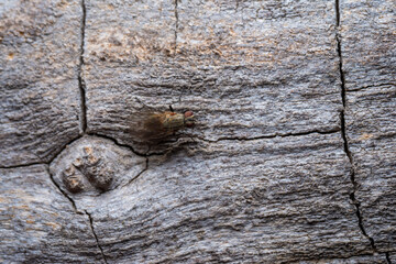 Domestic fly on a wooden surface