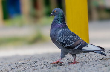 the elegant walk of the dove