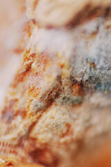 Macro shot of white fungus spread on raw turmeric surface