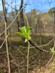 Closeup of tree branch with first fresh green leaves against blurred vegetation background in spring forest at sunny day. Beautiful springtime natural backdrop, macro shot, shallow focus.