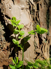 Closeup young sprout of Common bilberry or Blueberry with fresh green leaves against old pine tree trunk growth in spring forest at sunny day. Springtime awaking nature, vertical shot.