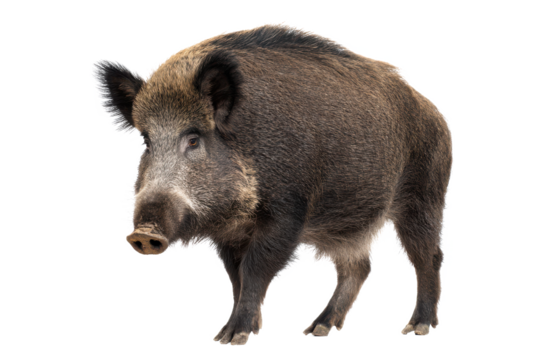 Wild Boar, Sus scrofa,  Powerful Mammal, Forest Creature, Detailed Closeup