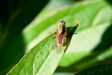 Dung Fly 03