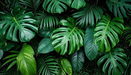 Lush Tropical Foliage: A Vibrant Green Paradise