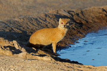 An alert yellow mongoose (Cynictus penicillata) at a waterhole, Kalahari desert, South Africa