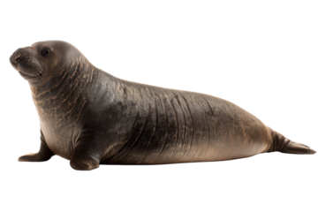 Southern Elephant Seal Majestic Marine Mammal on White Background