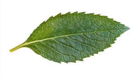 Fresh Mint Leaf