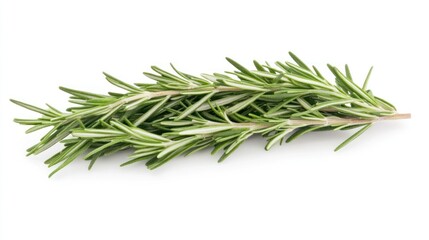 Fototapeta premium Fresh Rosemary Sprig