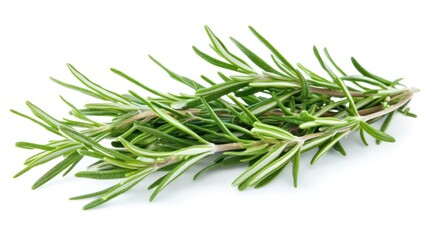 Fototapeta premium Fresh Rosemary Sprigs