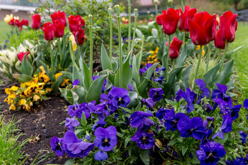 Raindrops on pansies flowers plant. Giant vibrant yellow garden pansy flowers with rain water drops  in decorative flower  garden.