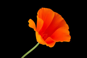 Orange Petal California Poppy 01