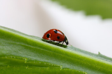 Ladybug Water Drop