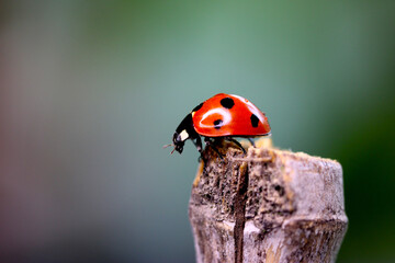 Ladybug Profile 01