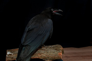Black raven bird Corvus corax, dark style, big black scary bird sitting. Portrait for Halloween.