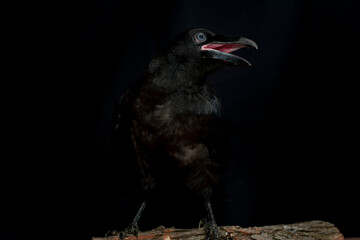 Black raven bird Corvus corax, dark style, big black scary bird sitting. Portrait for Halloween.