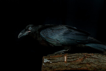 Black raven bird Corvus corax, dark style, big black scary bird sitting. Portrait for Halloween.