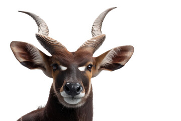 Fototapeta premium Majestic Forest Antelope Close-Up Portrait of a Unique African Antelope Species