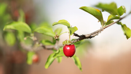 Brazilian Cherry - Acerola Fruit Growing on Tree Branch With Leaves and Sky.