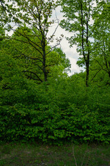 Fototapeta premium A majestic oak on the shore of a mountain lake. Beautiful lake shore in summer