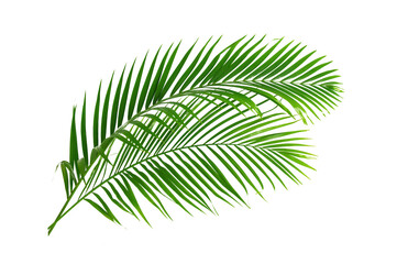 Palm leaves isolated on white background.