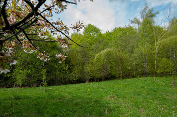 Fototapeta premium A majestic mountain landscape with fresh green leaves. Trees bloom in spring.
