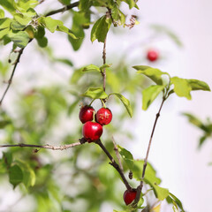 Brazilian Cherry - Acerola Fruit Growing on Tree Branch With Leaves and Sky