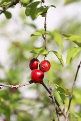 Brazilian Cherry - Acerola Fruit Growing on Tree Branch With Leaves and Sky