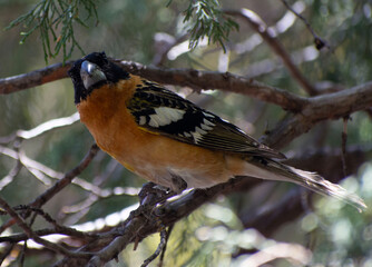 Close up of a bird sitting on a branch.