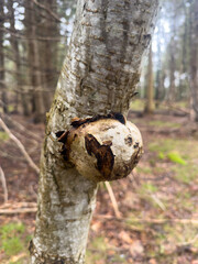 A large tree knot on the outside of an ash tree. The burl is smooth with a brown interior and a tan...