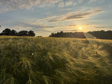 Golden wheat field under dramatic sunset sky in rural landscape