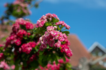 Red blossom of Crataegus laevigata, Midland hawthorn, English hawthorn, or mayflower,  species of hawthorn native to western and central Europe, from Great Britain