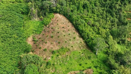 The drone captures young saplings dotting a cleared hillside, a hopeful sign of reforestation...