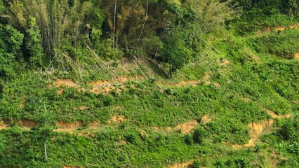 A striking aerial perspective of cleared land with emerging crops, bordered by lush, intact forest,...
