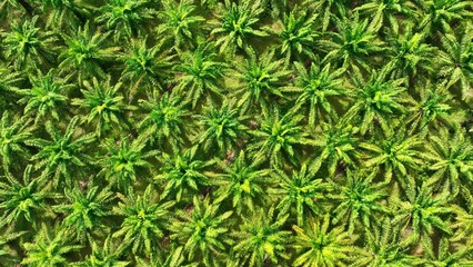 This aerial shot of a palm plantation illustrates the precision of modern crop cultivation, with...