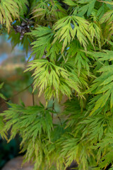 Green leaves of Japan acer palmatum dissectum maple tree in garden