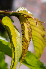 Invasion of colony of black parasites Black Cherry Aphids on cherry tree in fruit orchard