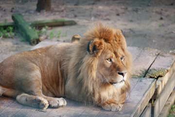 Lion resting on wooden platform in natural habitat