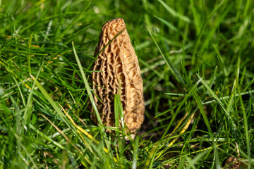 Growing wild spring mushrooms morchellas or true morels edible sac fungi for gourmet cooks, in Catalan and French cuisine, in green grass, harvest on morels in spring