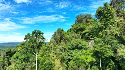 Obraz premium A vibrant aerial view of lush green forest with diverse tree coverage, captured by drone, symbolizing the beauty of untouched nature and promoting environmental conservation. 
