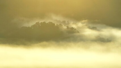 Fototapeta premium An aerial view of a dense, mist-covered forest, capturing the serene beauty of nature with a soft, ethereal glow filtering through the trees. A tranquil, untouched landscape bathed in morning light. 