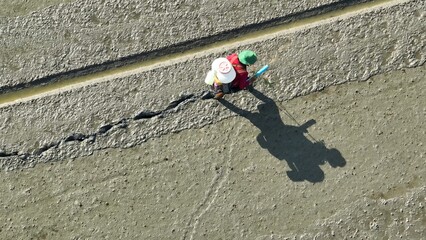 From above, machines driven by workers evenly distribute rice seeds across wet paddies,...