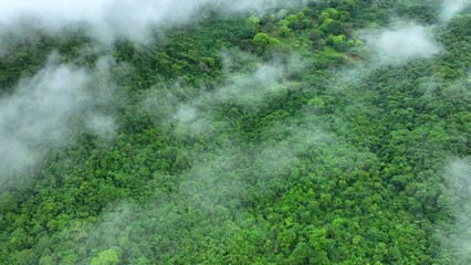 Aerial drone view of dense green forest veiled in morning fog, showcasing nature’s carbon sinks and the vital role of trees in combating extreme climate conditions.
