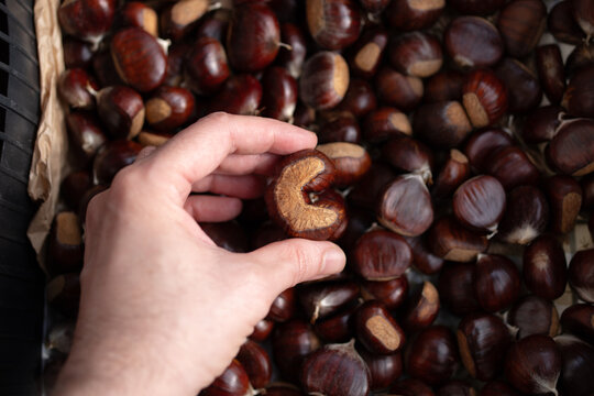 C is for chestnut