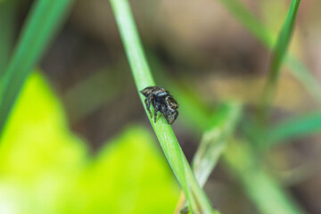 草の上のハエトリグモ02