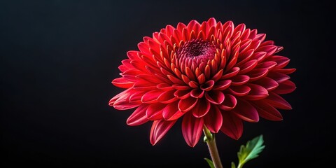 Vibrant red chrysanthemum flower against a dark black background, elegant, sophisticated